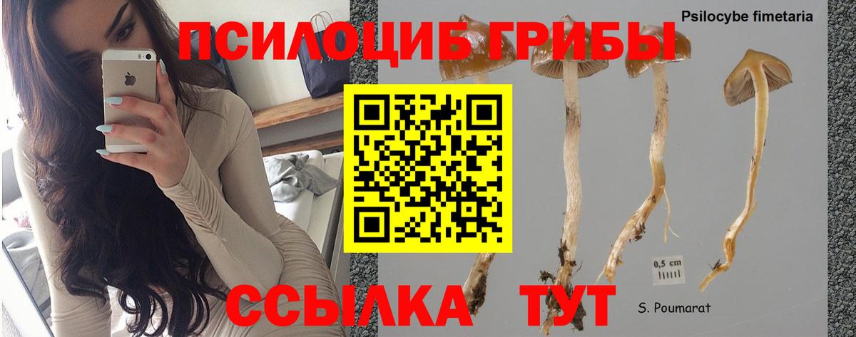 Псилоцибиновые грибы GOLDEN TEACHER  Псилоцибиновые грибы ЛСД  Вход с VPN  Ачхой-Мартан 